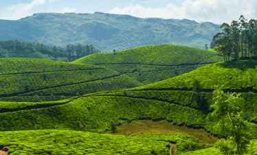 Munnar – Thekkady Alleppey – Cochin Kerala Tour Package